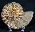 Inch Split Ammonite Pair #2613-4